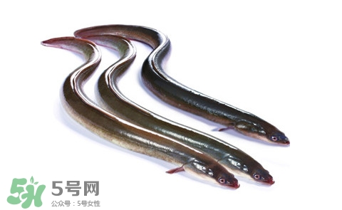 海鰻和河鰻哪個(gè)好吃？如何區(qū)分河鰻與海鰻