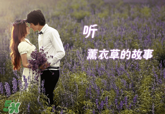 七月份還有薰衣草嗎？7月份還有薰衣草嗎？