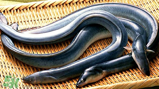 鰻魚有刺嗎？鰻魚有鱗嗎？