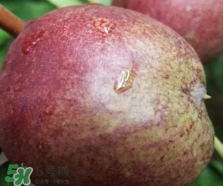 黑桃怎么做好吃？黑桃怎么吃最有營(yíng)養(yǎng)價(jià)值