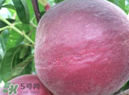 黑桃是什么水果？吃黑桃有什么好處？