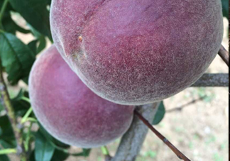 黑桃水果是什么品種？黑桃是酸性還是堿性