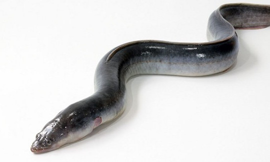 鰻魚是帶魚嗎？鰻魚和帶魚有什么區(qū)別