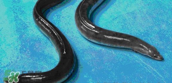 鰻魚(yú)是鱔魚(yú)嗎？鰻魚(yú)是白鱔嗎