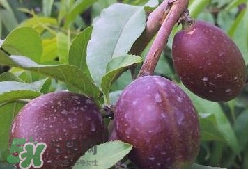 黑桃怎么做好吃？黑桃怎么吃最有營(yíng)養(yǎng)價(jià)值