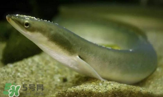 鰻魚(yú)是鱔魚(yú)嗎？鰻魚(yú)是白鱔嗎