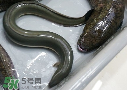 鰻魚(yú)多少錢(qián)一斤？野生鰻魚(yú)多少錢(qián)一斤
