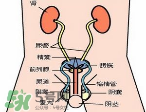 腎結石怎么治最好？腎結石的醫(yī)治方法