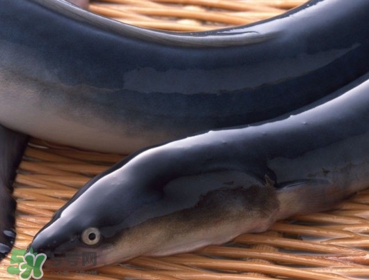 鰻魚是泥鰍嗎？鰻魚與泥鰍什么區(qū)別