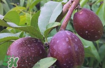 黑桃是什么水果？吃黑桃有什么好處？