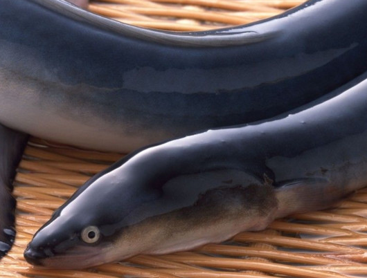 鰻魚是帶魚嗎？鰻魚和帶魚有什么區(qū)別