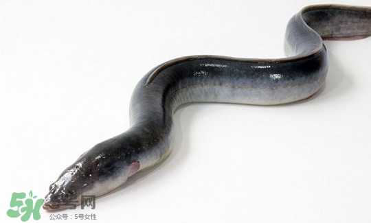 鰻魚(yú)多少錢(qián)一斤？野生鰻魚(yú)多少錢(qián)一斤