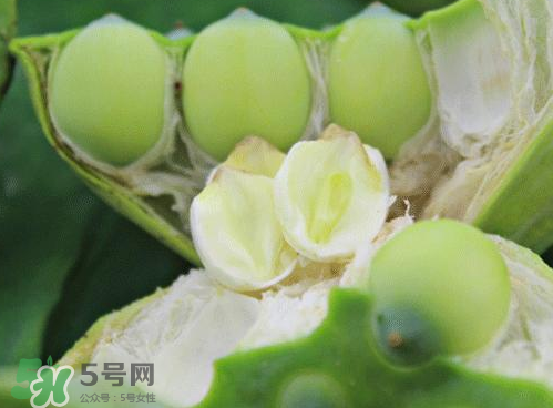 蓮蓬可以泡水喝嗎？蓮蓬泡水的功效與作用