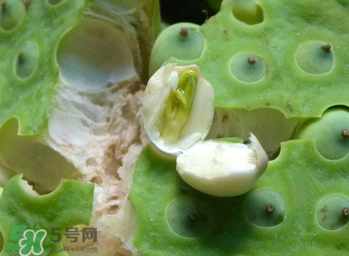 蓮蓬可以泡水喝嗎？蓮蓬泡水的功效與作用