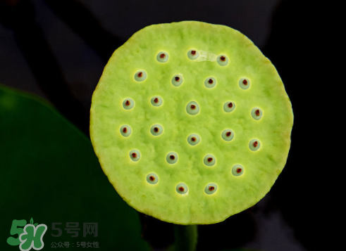 吃蓮蓬長(zhǎng)胖嗎？吃蓮蓬會(huì)胖嗎？