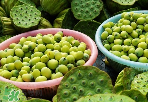 吃蓮蓬長(zhǎng)胖嗎？吃蓮蓬會(huì)胖嗎？