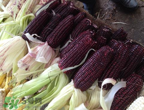 紫玉米會(huì)掉色嗎？紫玉米怎么會(huì)掉色？