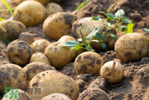 7月份能種土豆嗎？土豆7月怎樣種植？