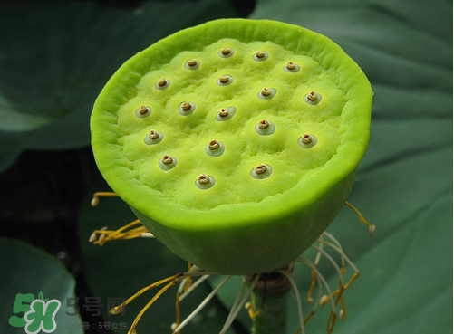蓮蓬是什么樣子？蓮蓬是怎么長出來的？