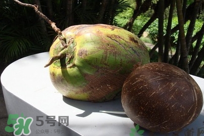 椰子什么時候成熟？椰子什么時候吃最好