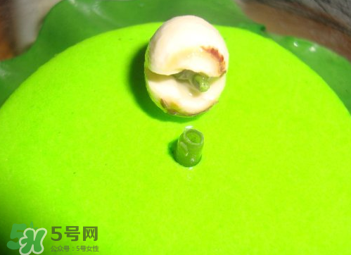 新鮮蓮子可以種嗎？新鮮蓮子能種出荷花嗎？