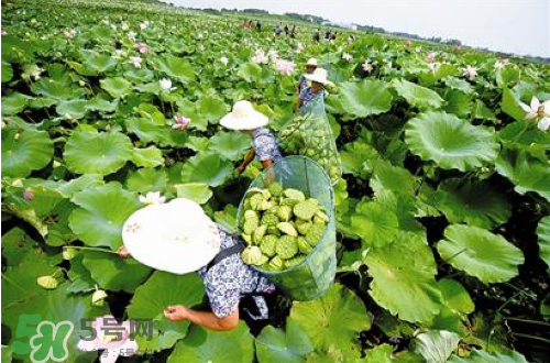 新鮮蓮子可以種嗎？新鮮蓮子能種出荷花嗎？
