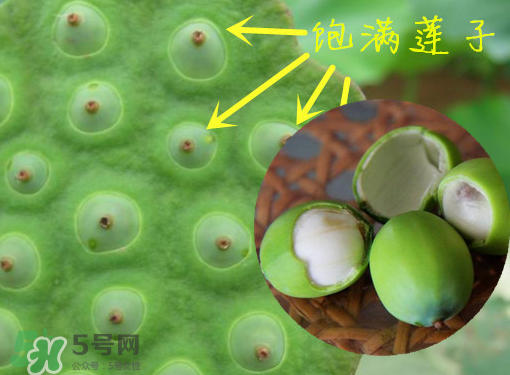 新鮮蓮子有什么功效？新鮮蓮子一次吃多少？