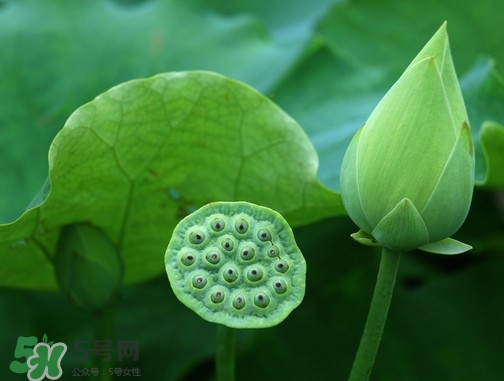 新鮮蓮蓬可以去胎毒嗎？蓮蓬煮水可以去胎毒嗎？