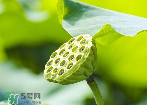 新鮮蓮蓬可以去胎毒嗎？蓮蓬煮水可以去胎毒嗎？