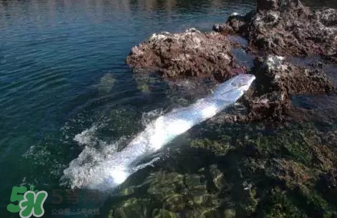 皇帶魚吃什么？皇帶魚吃人嗎？