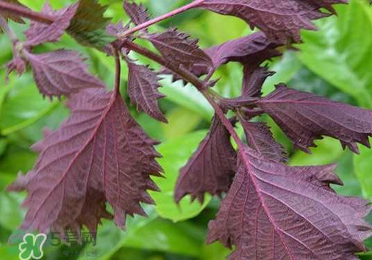 紫蘇是什么植物？紫蘇是發(fā)物嗎？