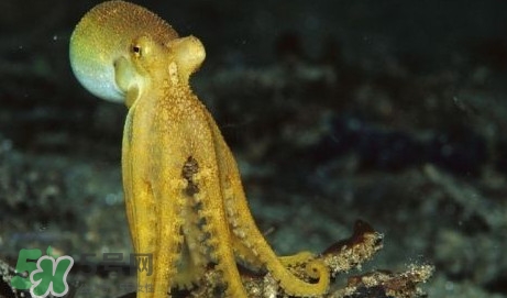 八帶魚怎么洗？八爪魚怎么處理干凈