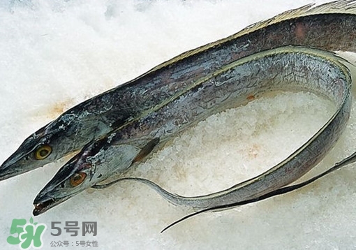 帶魚為什么都是死的？帶魚為什么出水就死？