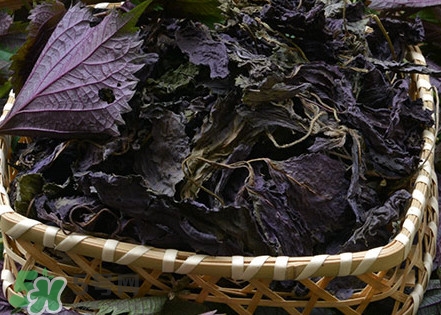 紫蘇是什么植物？紫蘇是發(fā)物嗎？