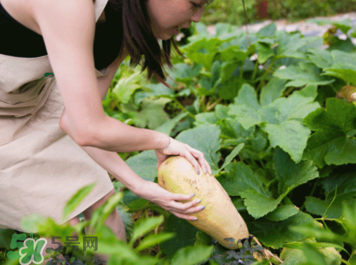 入伏種什么菜？入伏適合種哪些蔬菜？