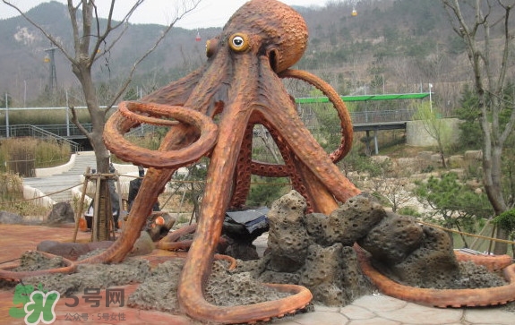 章魚是烏賊嗎？章魚與烏賊的區(qū)別