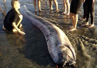 皇帶魚吃什么？皇帶魚吃人嗎？