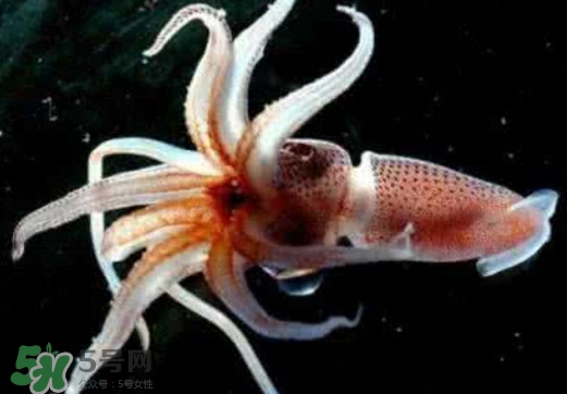 章魚是烏賊嗎？章魚與烏賊的區(qū)別