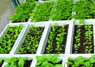 入伏種什么菜？入伏適合種哪些蔬菜？