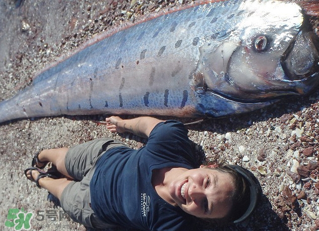 皇帶魚最長(zhǎng)有多長(zhǎng)？皇帶魚的恐怖傳說