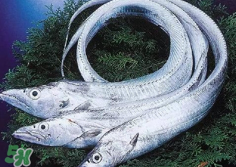 帶魚為什么都是死的？帶魚為什么出水就死？