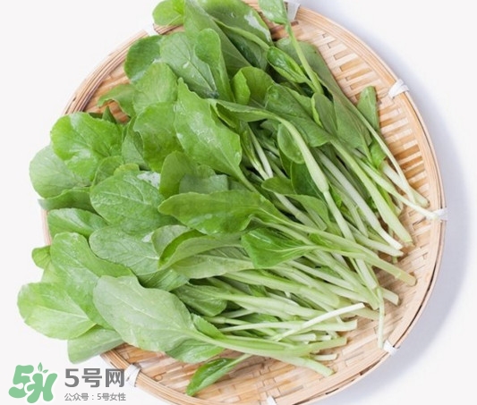 雞毛菜有什么營養(yǎng)價值？雞毛菜的功效與作用