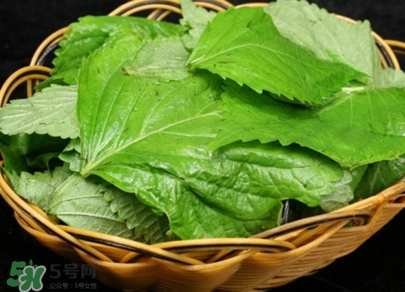 新鮮紫蘇葉怎么吃？紫蘇葉的吃法