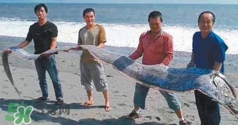 皇帶魚多少錢一斤？皇帶魚的價(jià)格