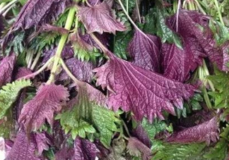 紫蘇是什么植物？紫蘇是發(fā)物嗎？