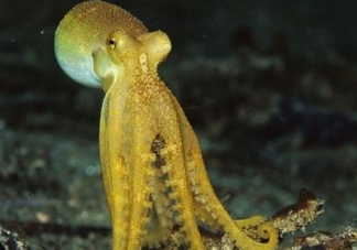 八帶魚怎么洗？八爪魚怎么處理干凈