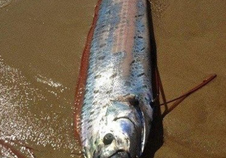 皇帶魚多少錢一斤？皇帶魚的價格