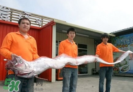 皇帶魚好吃嗎？皇帶魚和帶魚的區(qū)別