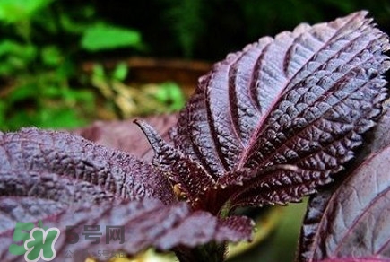 紫蘇是莧菜嗎？紫蘇和莧菜的區(qū)別
