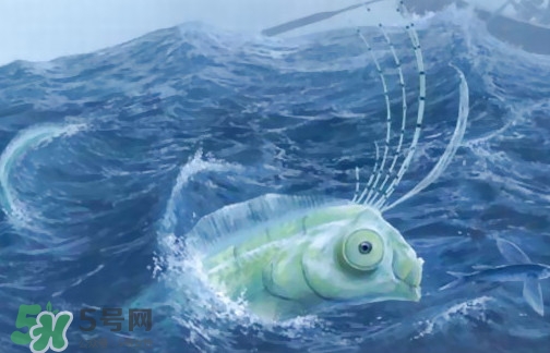 皇帶魚可以吃嗎？皇帶魚是帶魚的一種嗎